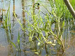Ranunculus pusillus, showing emergent growth habit