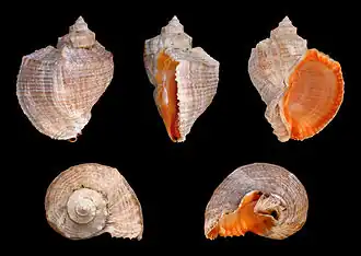 Rapana venosa