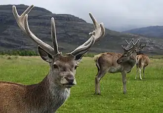 Young red deer, with velvet