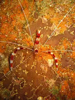Top dorsal view (Oahu, 2024) Top view of S. hispidus (Chuuk, Micronesia)