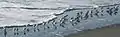 A flock displaying their distinctive behavior of running with the ebb and flow of waves (while feeding). Willapa Bay, near Tokeland, Washington.