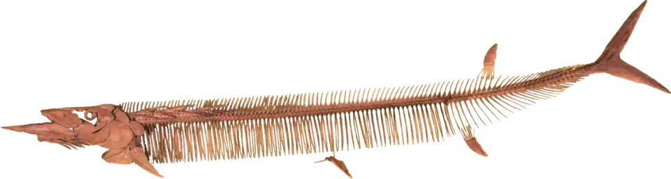 Saurodon leanus