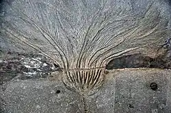 Seirocrinus subangularis from the Early Jurassic Posidonia Shale at Holzmaden, Germany