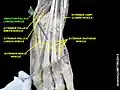 Abductor pollicis longus muscle