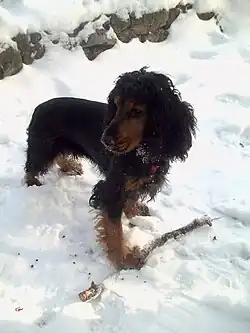 Black and tan