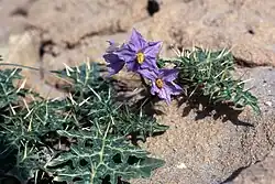 The plant