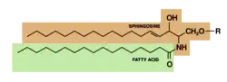 Sphingolipid