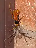 The anaesthetised spider is carried up to a nest in the roof.