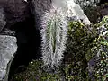seedling