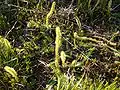Northern bog club moss in Neu Ohe