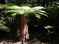 A sunlit silver fern