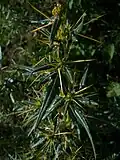 X. spinosum