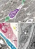 Figure 20. Rat jejunum. A. Photomicrograph of an interstitial cell of Cajal (violet) in muscularis externa. Note the large cell body which extend slender and relatively short connection towards the nerve endings (green). B. Digitally coloured TEM image showing a fibroblast (garnet) and a telocyte (blue) in the lamina propria. C. Coloured transmission electron micrograph (TEM) of a tangential section through a fibroblast cell. The internal structure can be seen, including the dilated rough endoplasmic reticulum (blue). responsible for synthesising collagen. In blue a telopode underlying the intestinal epithelium.