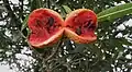 T.&nbsp;catharinensis: dehiscence of paired, ripe fruits, revealing black seeds in red pulp.