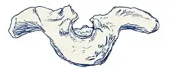 Amtosaurus