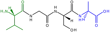 The two ends of a polypeptide are called the N-terminus, or amino end, and the C-terminus, or carboxyl end.[104] This polypeptide has four amino acids linked together. At the left is the N-terminus, with its amino (H2N) group in green. The blue C-terminus, with its carboxyl group (CO2H) is at the right.