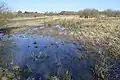 Thorley Wash