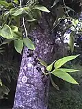 Ripe fruit and bark