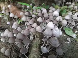 Trooping crumble caps