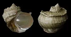 A photo of two snail shells with a pearly interior