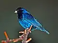 Blue plumage gloss in strong illumination