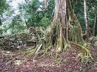 Tree over structure