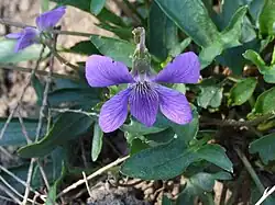 Frontal close-up of flower