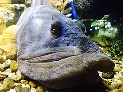 Ocean pout