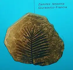 Zamites_feneonis_6