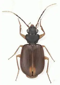 Eucaerus