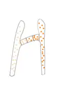 Image 14Fungi within Zygomycota form progametangia with suspensors during mating (from Mating in fungi)